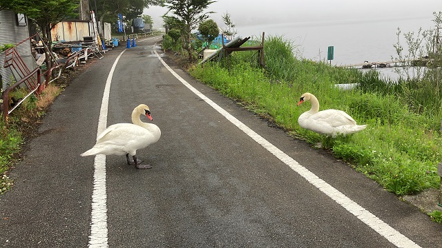 白鳥　山名湖