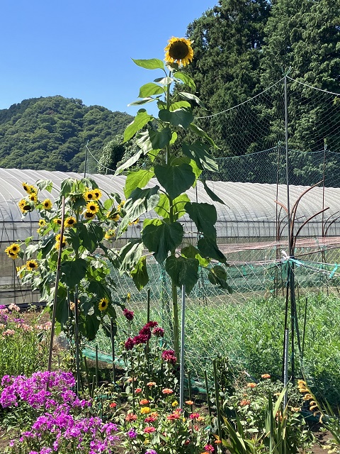 身長3メートルくらいのひまわり